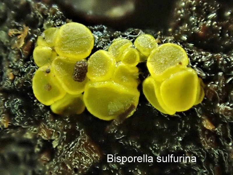 Bisporella sulfurina-amf270.jpg - Bisporella sulfurina ; Syn1: Helotium sulfurinum ; Syn2: Calycella sulfurina ; Nom français: Bisporelle jaune soufre